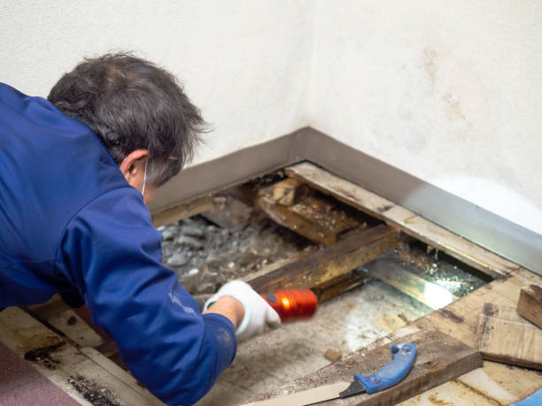 Professional Mold Removal in Neptune Beach, FL