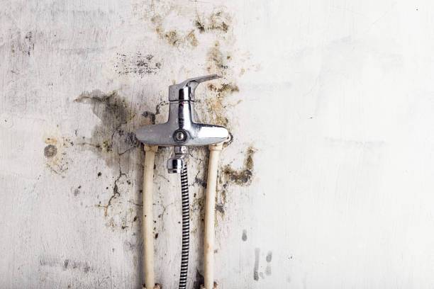Mold Removal Process in Neptune Beach, FL