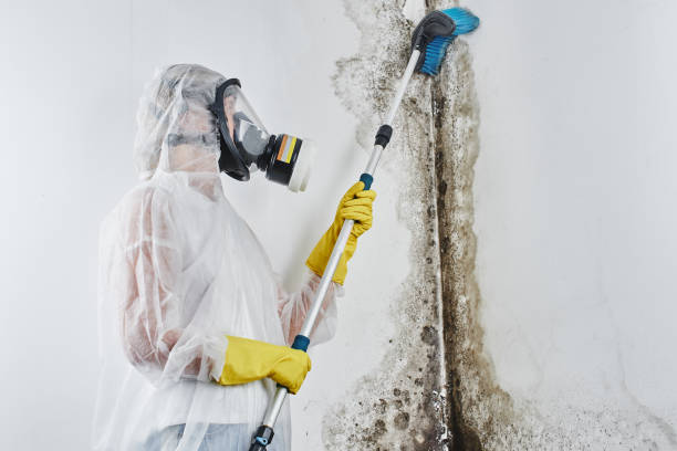 Crawl Space Mold Removal in Neptune Beach, FL