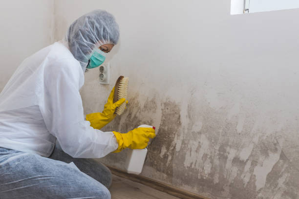 Best Attic Mold Removal  in Neptune Beach, FL