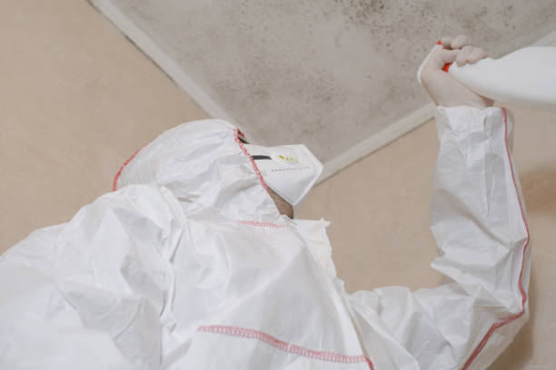 Mold Removal Process in Neptune Beach, FL